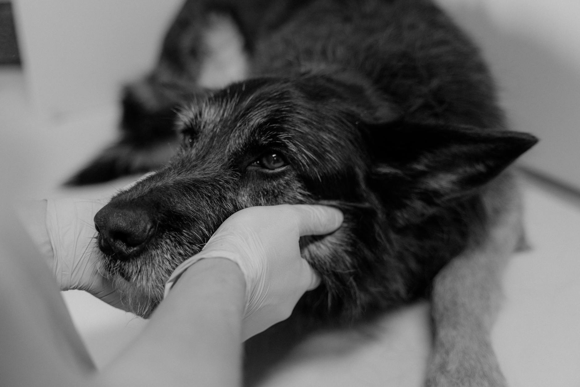 black and white shot of hands wearing latex gloves holding the black dog lying on a surface