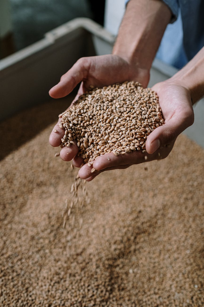 person holding dried grains