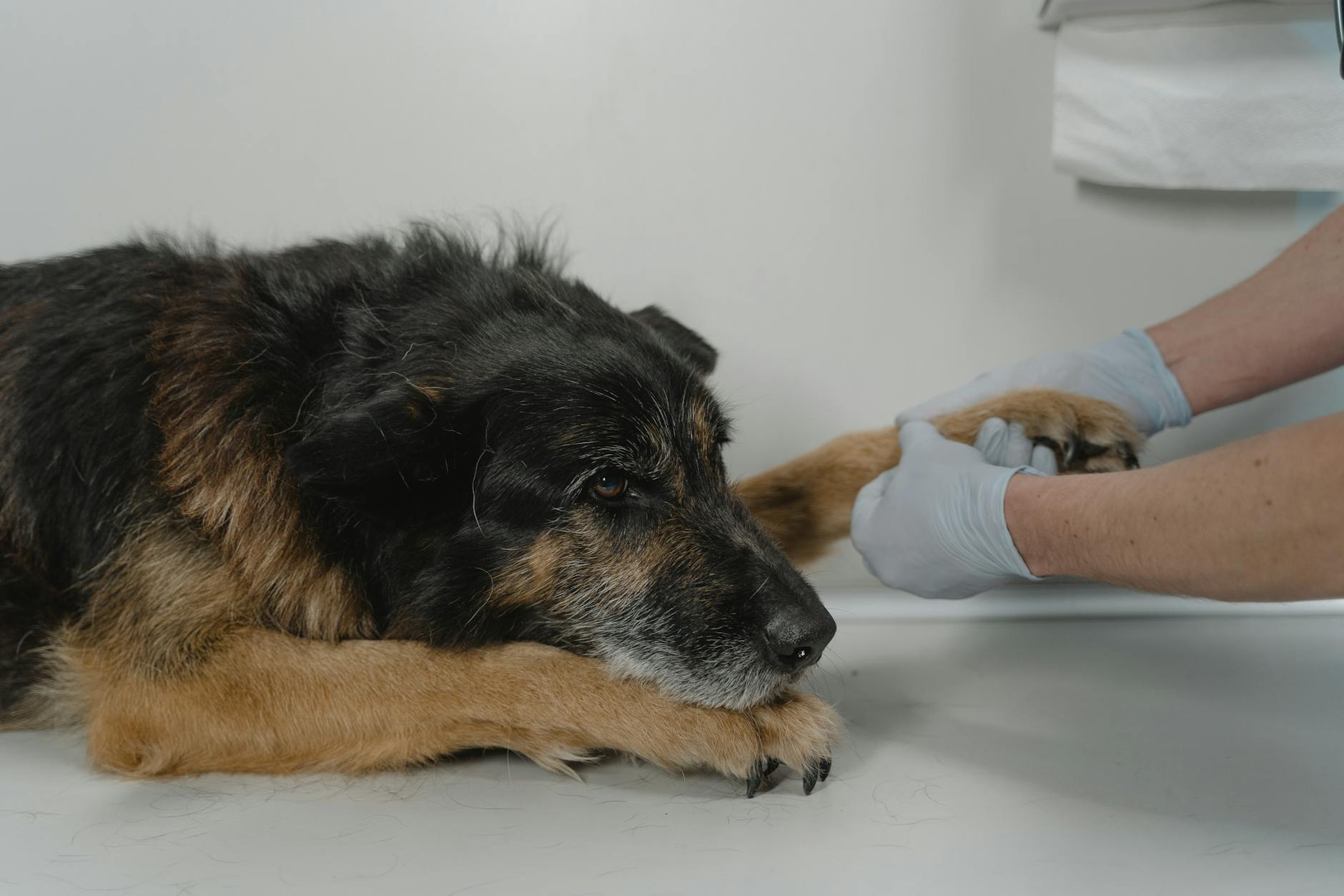 person holding the paw of a dog