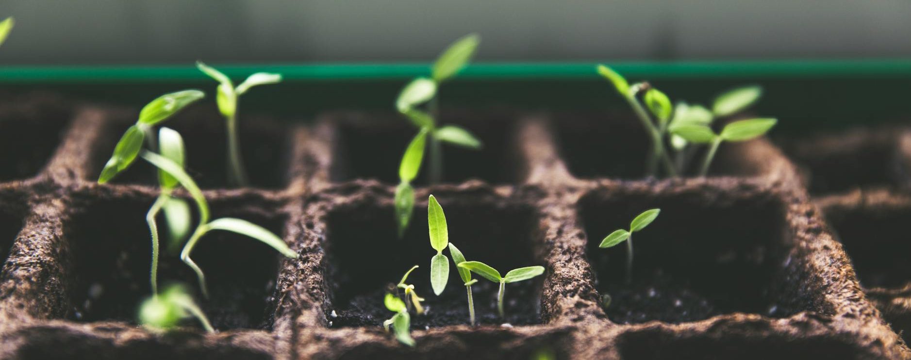 plants macro growth soil