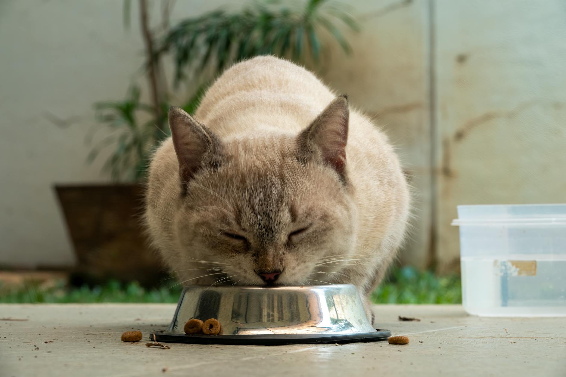 domestic cat eating from metal bowl outdoors