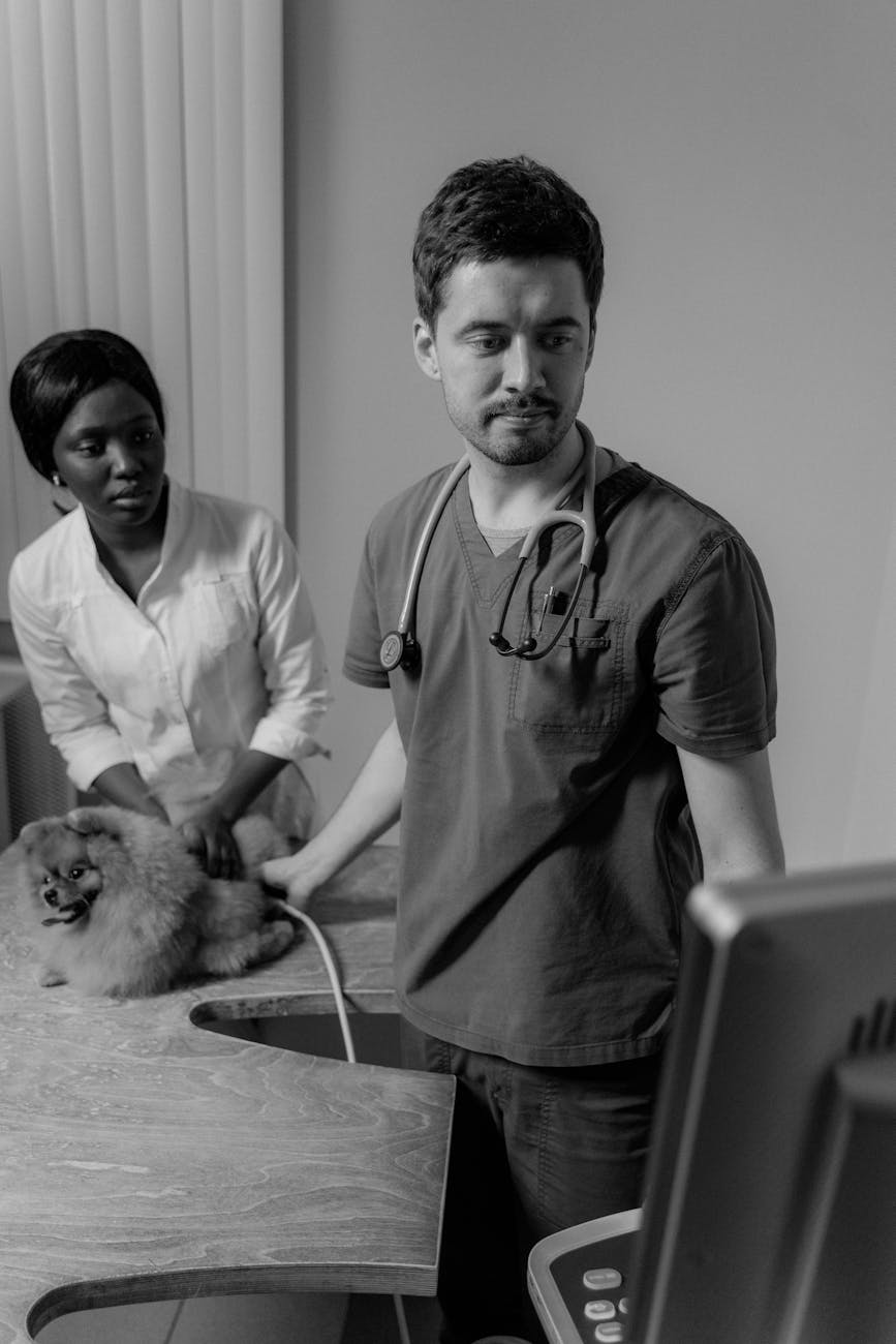 a veterinarian checking up the dog lying on the bed